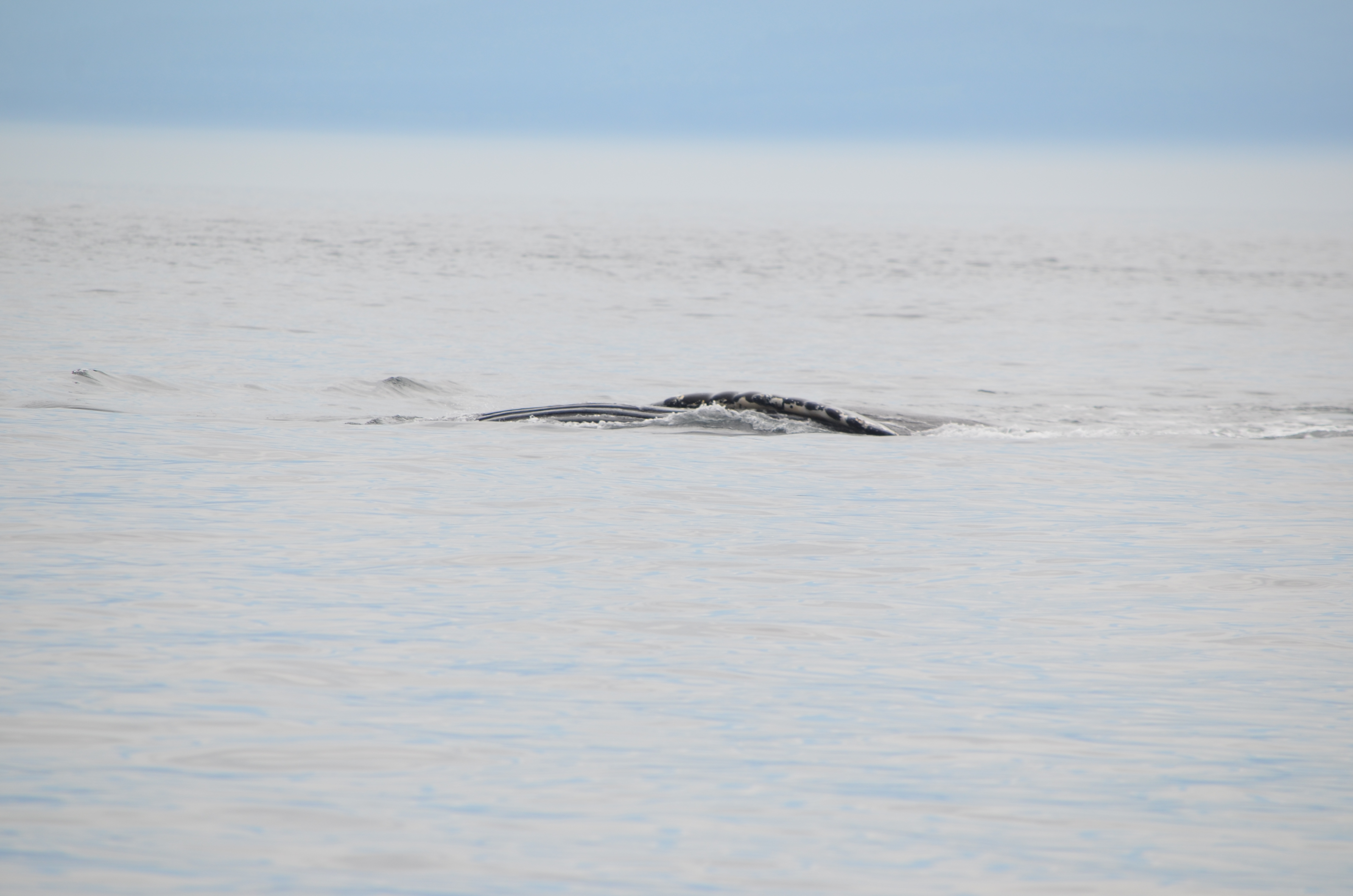 photos/wildlife/Mammal_Species/Humpback Whale/DSC_0161.JPG